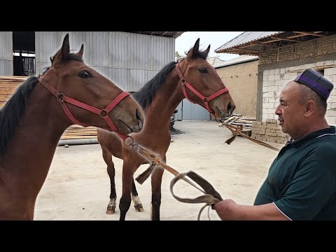 Видео: ТОЛИБ ДОДА ТОЙЛАРНИ СОТУВГА КУЙДИ.. 2 TA TOY SOTILADI..#Otbozor #Otlar #Rek #Short #UzTv