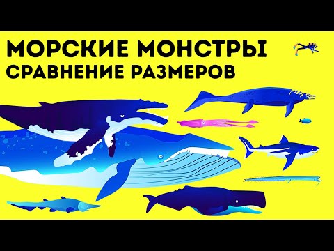 Видео: Мегалодон и синий кит: кто из них больше?