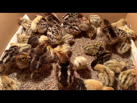 Видео: ВОЛЬЕР С ФАЗАНАМИ СПУСТЯ 4 МЕСЯЦА... ПЕРВЫЕ ЦЫПЛЯТА, НЕУДАЧНАЯ ИНКУБАЦИЯ!!