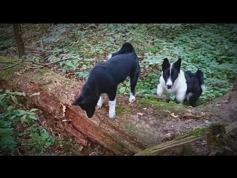 Видео: ЩЕНКИ РЕЛ ПЕРВЫЙ ВЫЕЗД  В ЛЕС / ЩЕНКИ 3.5 МЕСЯЦА/