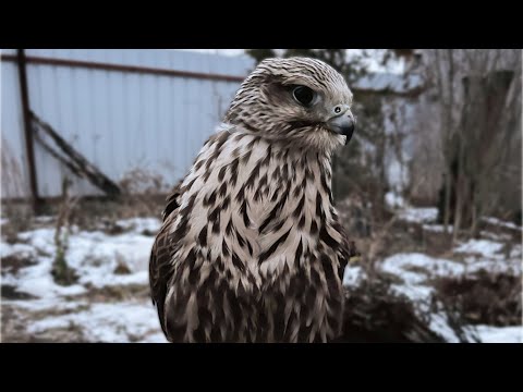 Видео: Дрессировка  Сокола Балобана на Веревке / Время Сокола