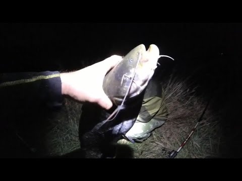 Видео: Ловля сома в последний день августа.  Меню как в ресторане. Что закажет сом?