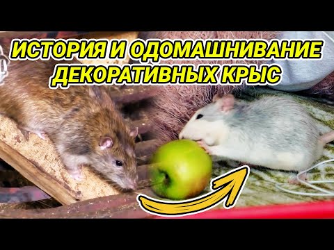 Видео: Одомашнивание и история декоративных крыс. Предок декоративной крысы - серая крыса