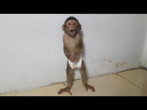 Видео: ЭТО ВИДЕО ЗАСТАВИТ ВАС ЕЩЕ БОЛЬШЕ БОЯТЬСЯ ОБЕЗЬЯН С КРОХВОСТЯМИ