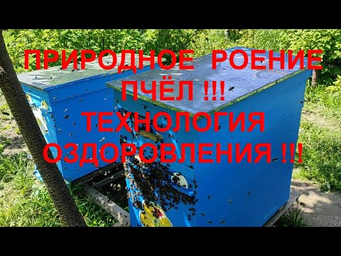 Видео: Ч.2.  КАТАСТРОФА РАЗВИТИЯ КЛЕЩА ВАРРОА В СЕМЬЕ ПЧЁЛ ПО СЕЗОНУ !!! ПРИРОДНОЕ РОЕНИЕ ПЧЁЛ !!!