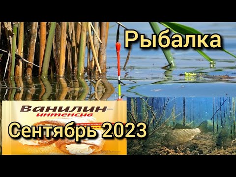 Видео: Рыбалка на поплавок 11 сентября 2023.10лет так не рыбачил.Дикая рыбалка на карася на ванилин.