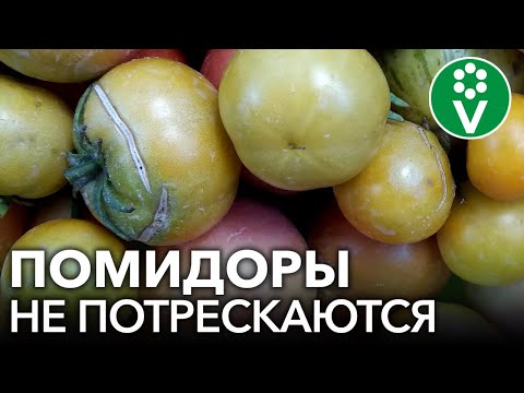 Видео: НЕ ДОПУСТИТЕ РАСТРЕСКИВАНИЯ ПОМИДОРОВ! Как легко предотвратить растрескивание плодов