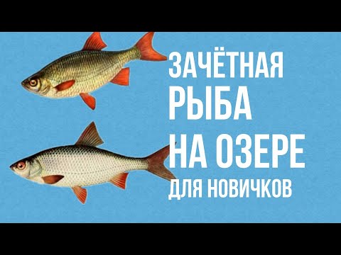 Видео: как заработать денег новичку в русской рыбалке 3