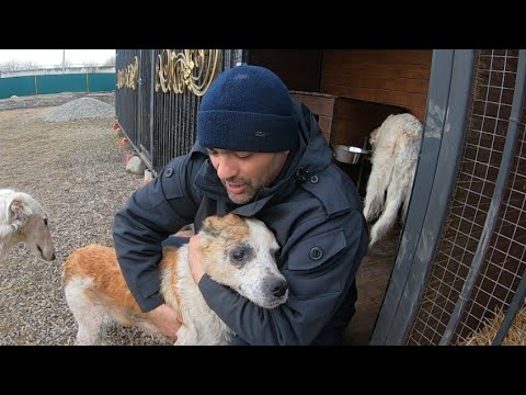 Видео: Алабай Граф прощается с нами/На нас напали в горах