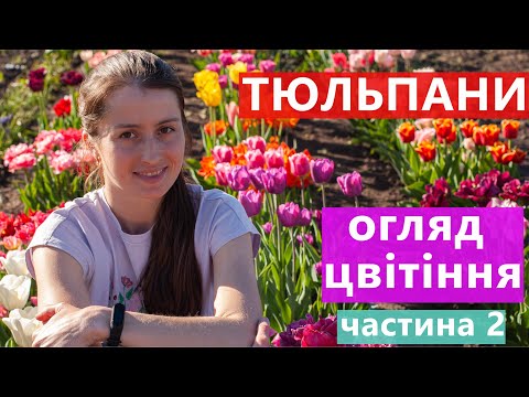 Видео: ЦВІТІННЯ ТЮЛЬПАНІВ 🌷 НА НАШІЙ ГРЯДЦІ 👍 ЧАСТИНА 2