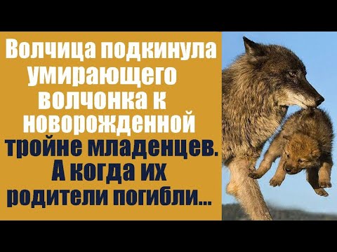 Видео: Волчица подкинула умирающего волчонка к новорожденной тройне младенцев. А когда их родители погибли