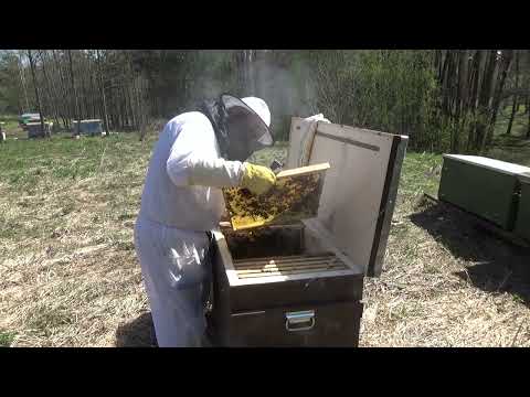 Видео: Формирую отводки пчёл в Владимирском улье лежаке методом деления на пол лёта в рамках одного улья.