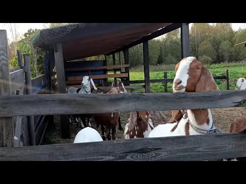 Видео: РЕШИЛА ВАРИТЬ МЫЛО🦩 ЗОЛЬНОЕ ЯДРОВОЕ🌺 НА ГОВЯЖЬЕМ ЖИРУ ПО СТАРИННОМУ РЕЦЕПТУ МОЕЙ БАБУШКИ🌸🪻🌹🫐🌻