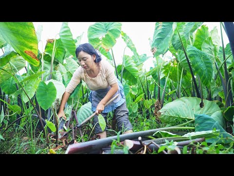 Видео: Свинина со стеблей таро - моя любимая. В одном месте и с одними и теми же людьми интереснее всего.