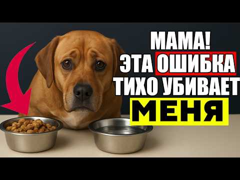 Видео: Если у Вас Домашняя Собака, ЭТИ ОШИБКИ СМЕРТЕЛЬНЫ! (говорят ветеринары)