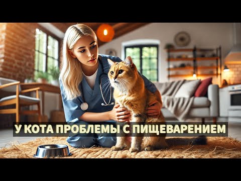 Видео: Повод к вызову: у кота проблемы с пищеварением