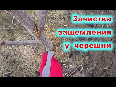 Видео: Зачистка ЗАЩЕМЛЕНИЯ у черешни