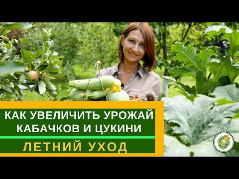 Видео: Как увеличить урожай кабачков и цукини//Летний уход, подкормки и формировка кабачков