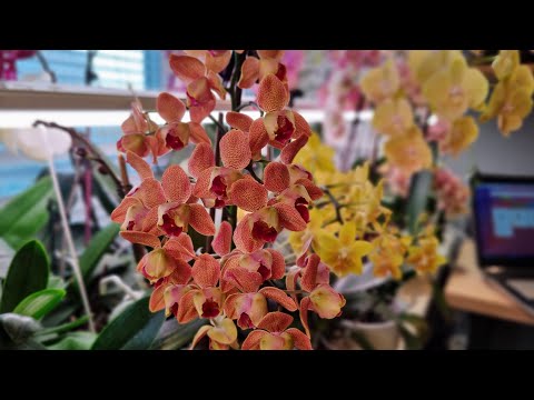 Видео: Адаптация подростков в моих условиях. Немного моих цветущих орхидей.