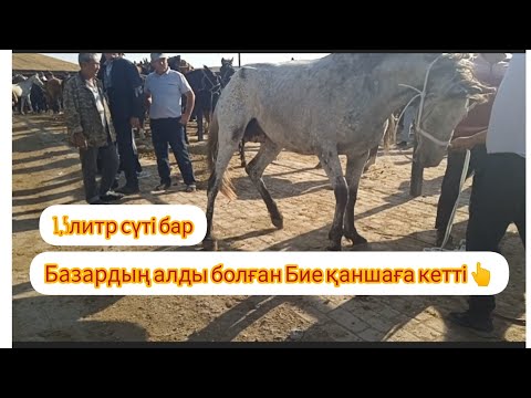 Видео: 22.05.2023 Сарыағаш мал базары Жылқылар бағасы.