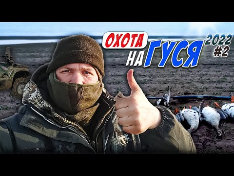 Видео: охота на гуся 2022! саратовская область часть вторая!