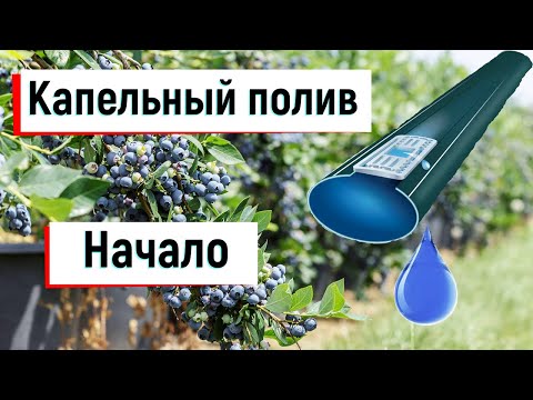 Видео: Капельный полив для голубики.  С чего начать.