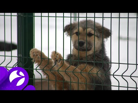 Видео: В Лабытнанги сколотили будки для бездомных собак