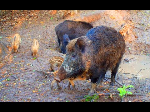 Видео: 40 поросят - это беда.