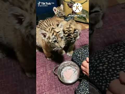 Видео: Мама Яна .