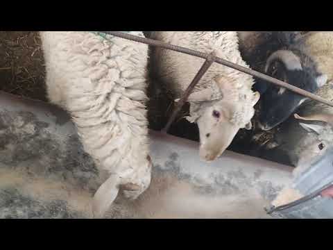 Видео: (669) поставил баранчиков на откорм