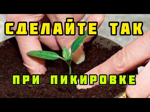 Видео: Необычная пикировка перца: секреты для крепкой рассады