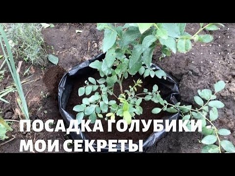 Видео: Высадка саженцев в грунт #дачасадогород