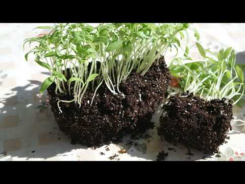 Видео: Огород - Какие саженцы можно пикировать, а какие нет