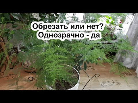 Видео: Обрезал Аспарагус и правильно сделал! Аспарагус Перистый. Уход. Полив. Удобрения. Как, чем и зачем?