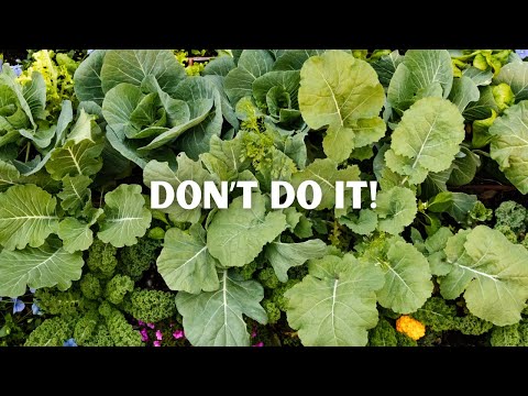 Видео: Прекратите использовать мульчу