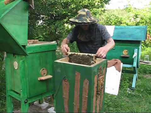 Видео: Переселение роя из ловушки в улей колоду.