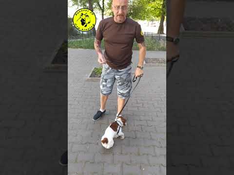 Видео: Тестирование Джек Рассел Терьер на общий курс дрессировки.
