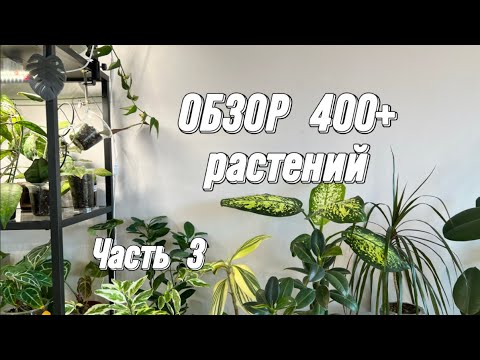 Видео: ОБЗОР 400+ РАСТЕНИЙ | Часть 3