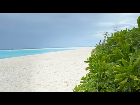 Видео: Мальдивы.Фуладу-разочарование или любовь#мальдивы#frangipane#август2025 