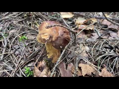 Видео: Опята пошли  3 сентября
