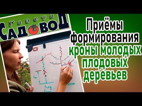 Видео: ПРИЁМЫ ФОРМИРОВАНИЯ КРОНЫ МОЛОДЫХ ПЛОДОВЫХ ДЕРЕВЬЕВ