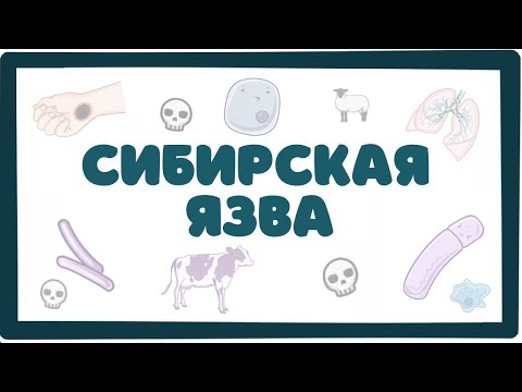 Видео: Сибирская Язва (bacillus anthracis) - морфология, патогенез, диагностика, лечение (лекция)