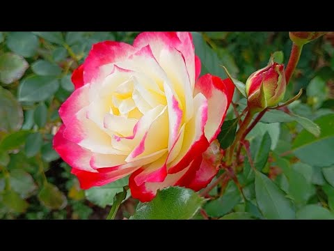 Видео: 🌟🌹31 жовтня.Цвітуть хризантеми,троянди. Вполювала чудові,бажані сорти троянд з розсадника Каприфоль.