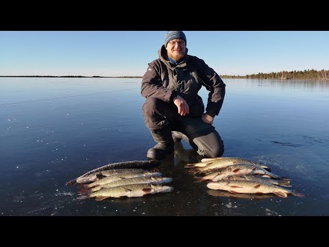 Видео: Продолжаем наслаждаться первым льдом на Ямале 2025!