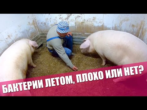 Видео: ЧТО Стало Со Свиньями в ЖАРУ | КАК РАБОТАЮТ БАКТЕРИИ ЛЕТОМ | Что долго молит зернодробилка ТОР