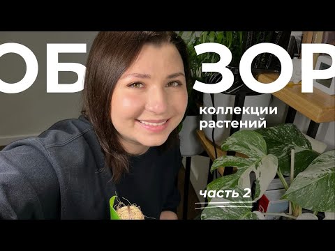 Видео: Большой обзор коллекции комнатных растений, часть 2!🌱