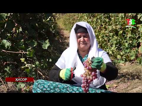 Видео: Дараи Алмосии ш. Ҳисор ба феҳристи «Низоми мероси кишоварзии дорои аҳамияти ҷаҳонӣ» ворид карда шуд