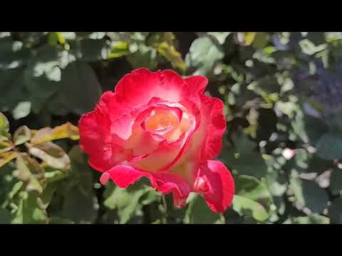 Видео: Как выглядят розы спустя неделю моего отсутствия дома.