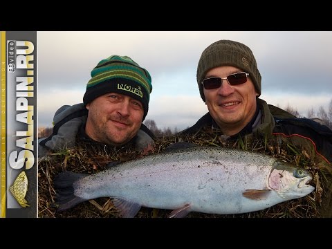 Видео: Ловля форели на фидер на платнике поздней осенью [salapinru]