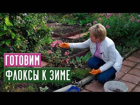 Видео: ФЛОКСЫ 🌸 Обрезаем, подкармливаем, готовим к зиме / Садовый гид